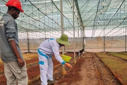 Chuyên gia Viện Khoa học lâm nghiệp Việt Nam hướng dẫn kỹ sư Angola gieo hạt giống bạch đàn tại Vườn ươm sản xuất giống của Xuân Thiện-công suất 20 triệu cây giống/năm ở Cuchi.