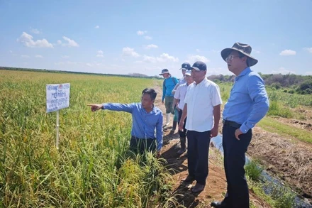 Đại sứ Lê Quang Long (ngoài cùng bên phải) thăm, tìm hiểu kết quả triển khai Dự án Hợp tác Việt Nam-Cuba phát triển sản xuất lúa gạo giai đoạn 2019-2023 (giai đoạn 5) tại Nông trường José Martí, huyện Calimete, tỉnh Matanzas. (Ảnh: Đại sứ quán Việt Nam tại Cuba)
