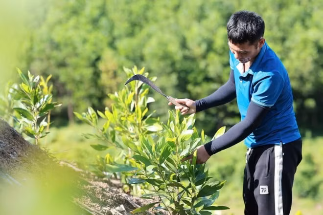 Mô hình trồng rừng keo ở Thanh Hóa giúp hấp thụ khí CO2, góp phần giảm phát thải khí nhà kính. (Ảnh: TTXVN)