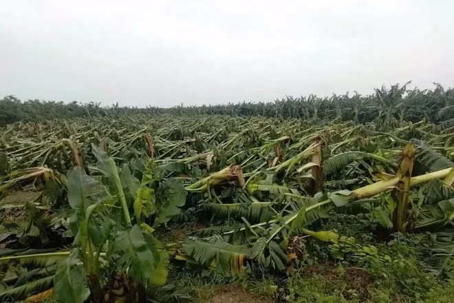 Hồ sơ miễn, giảm tiền thuê đất đối với diện tích đất sản xuất nông nghiệp bị thiệt hại do thiên tai được quy định rõ ràng và đơn giản hóa.