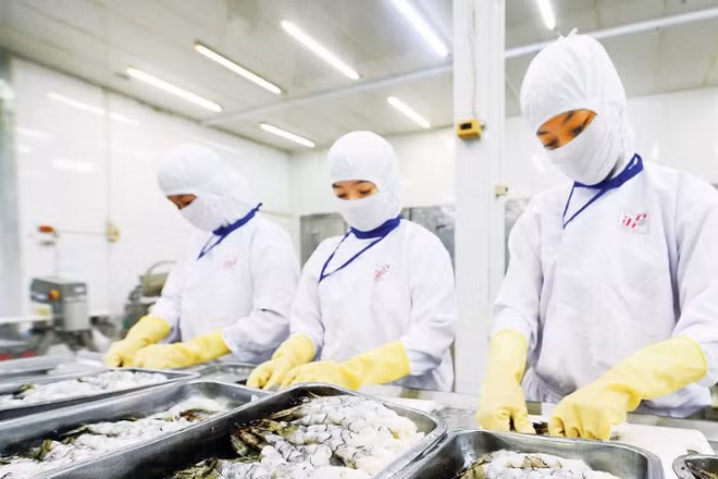 Sơ chế, chế biến thủy sản xuất khẩu tại doanh nghiệp trên địa bàn thành phố Cần Thơ. (Ảnh ANH MINH)