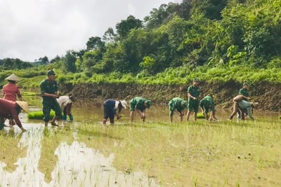 Cán bộ, chiến sĩ các Đồn Biên phòng giúp người dân cấy lúa sau khi mưa lũ đi qua.