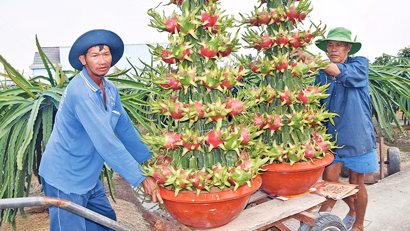 Thanh long trồng trong chậu được sắp xếp rất đẹp.