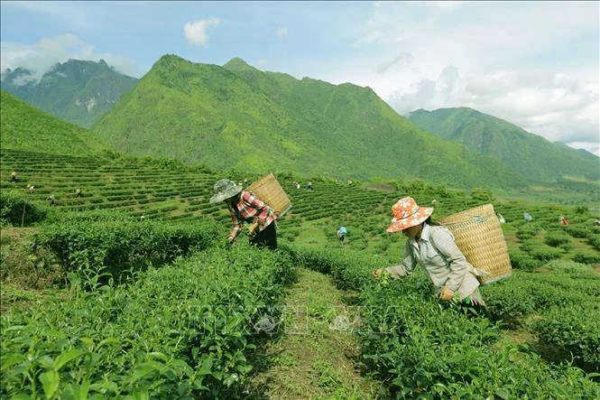 Ảnh minh họa: TTXVN