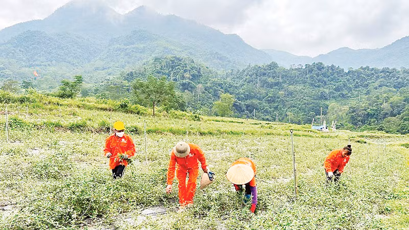 Người dân thôn Nà Săm, xã Thượng Giáo (huyện Ba Bể) chăm sóc cây cà gai leo do Chương trình mục tiêu quốc gia về phát triển kinh tế-xã hội vùng đồng bào dân tộc thiểu số và miền núi hỗ trợ.