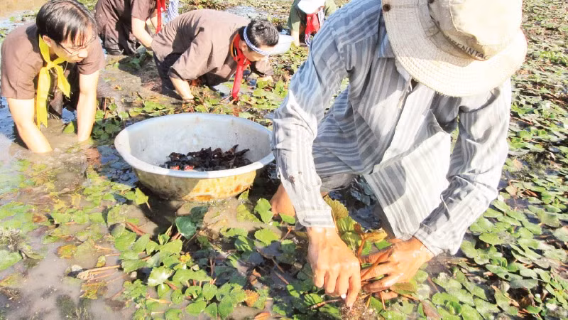 Du khách trải nghiệm hái củ ấu bên sông Vàm Nao.