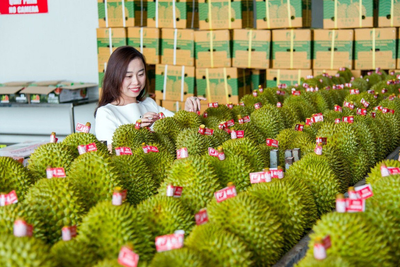 Kim ngạch xuất khẩu sầu riêng sang Trung Quốc tăng trưởng mạnh. (Ảnh HÀ AN)
