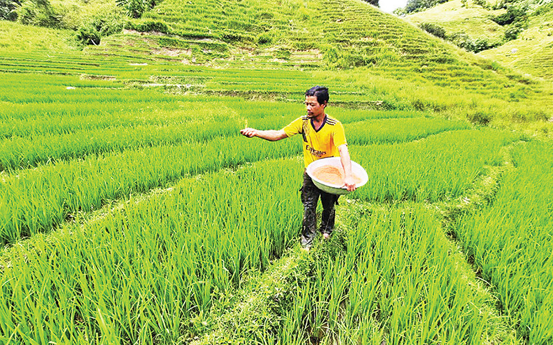 Anh A Hơi chăm sóc ruộng lúa hai vụ của gia đình mình.