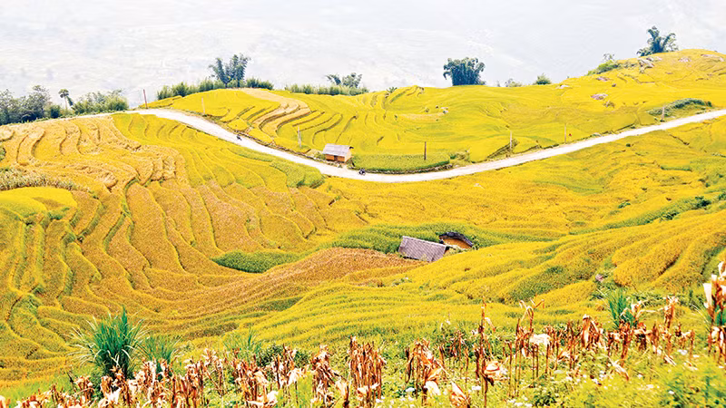 Mùa vàng ở Y Tý - Bức tranh nên thơ vùng cao Tây Bắc