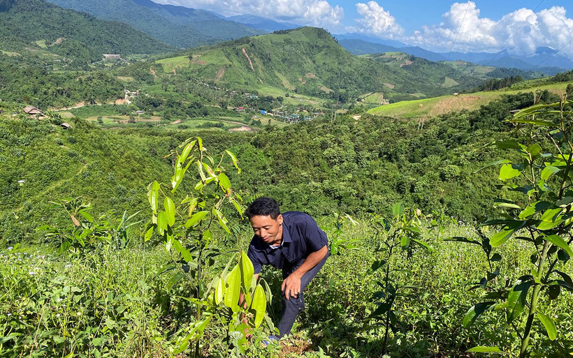 Người dân xã Thanh An, huyện Điện Biên (Điện Biên) chăm sóc cây trồng mắc-ca.