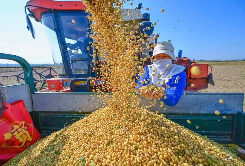 Thu hoạch đậu tương tại Lạc Dương, tỉnh Hà Nam, Trung Quốc. (Ảnh: THX/TTXVN)