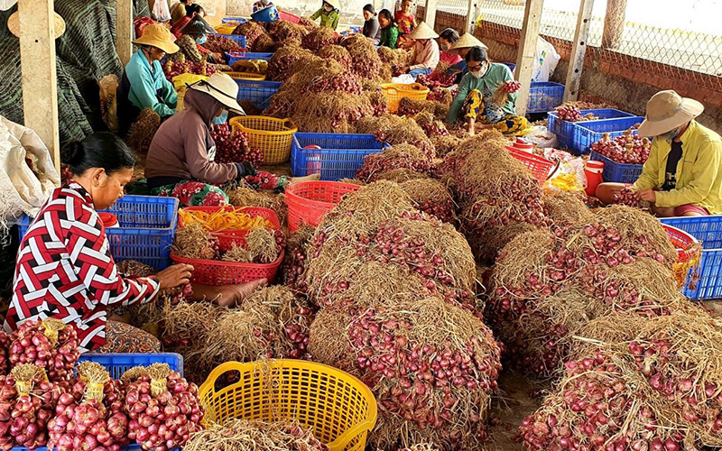 Thu hoạch hành tím tại thị xã Vĩnh Châu, tỉnh Sóc Trăng.