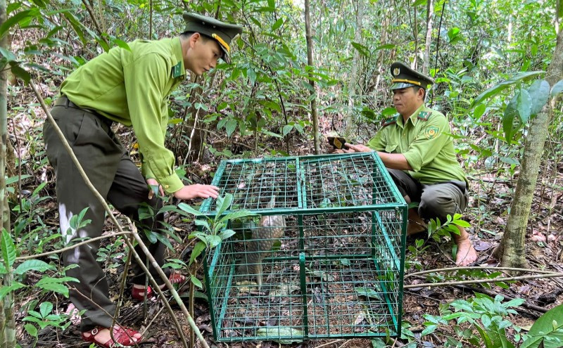 Cán bộ Hạt Kiểm lâm huyện Nam Đông trong lần đưa động vật hoang dã trở lại rừng.