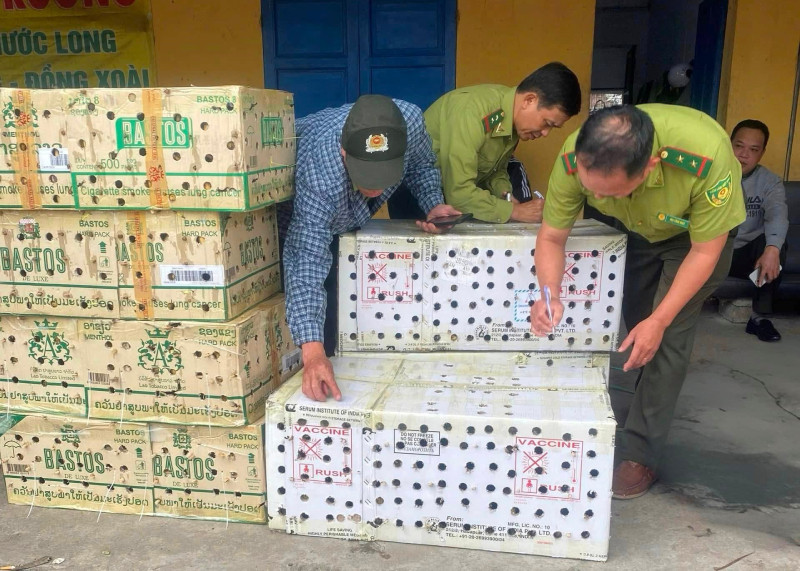 Kiểm lâm Huế từng phát hiện, thả khoảng 1000 cá thể chim chào mào được săn bắt trái phép tập kết tại bến xe phía bắc vào cuối năm 2024. 