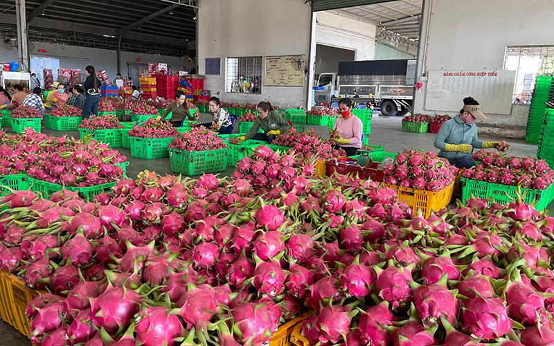 Thanh long giảm phát thải bán được giá cao, xuất khẩu qua nhiều thị trường khó tính.