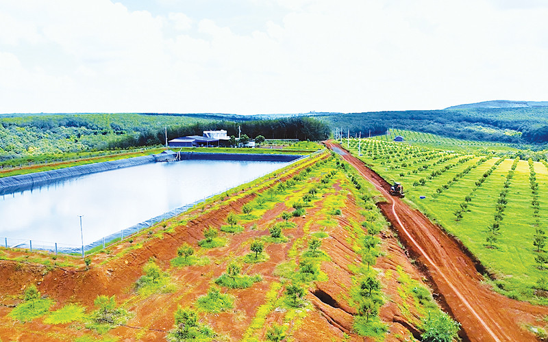 Một vùng trồng sầu riêng hữu cơ tại huyện Bù Đăng, tỉnh Bình Phước.