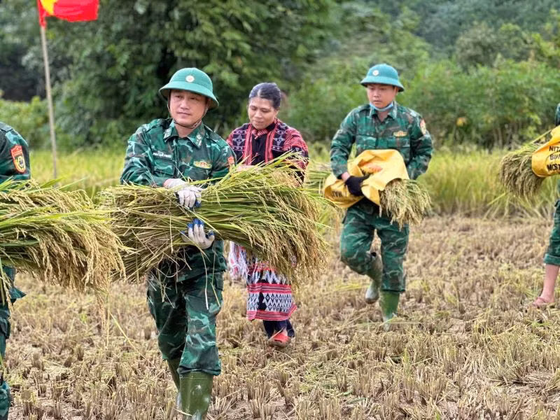 Bộ đội Biên phòng Thừa Thiên Huế giúp dân gặt lúa trước khi cơn bão số 3 đổ bộ vào.