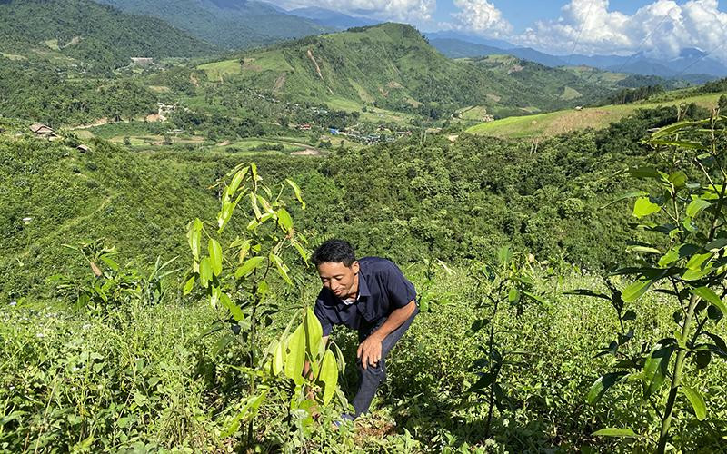 Anh Vừ Phá Chí, bản Xi Ma 2, xã Chung Chải, huyện Mường Nhé (tỉnh Điện Biên) chăm sóc cây quế trên nương.