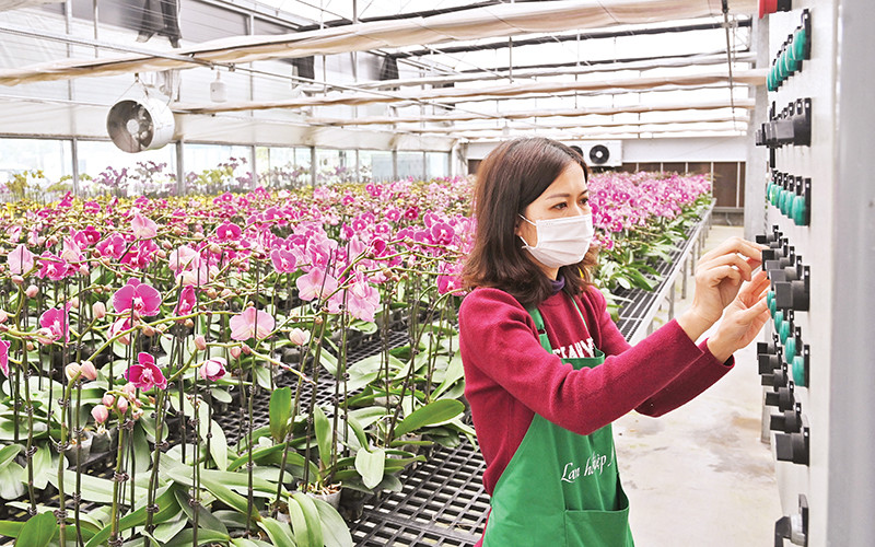 Vận hành hệ thống chăm sóc hoa lan hồ điệp tại trang trại Mê Linh F-Farm. (Ảnh Đăng Anh)