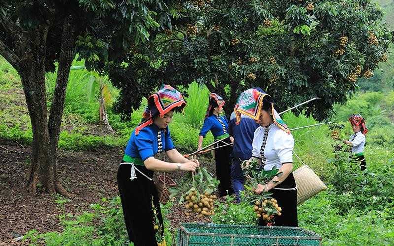 Thu hoạch nhãn vụ 2022 tại Sơn La.