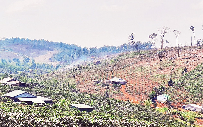 Đất lâm nghiệp và rừng bị dân di cư tự do lấn chiếm, sinh sống, sản xuất.