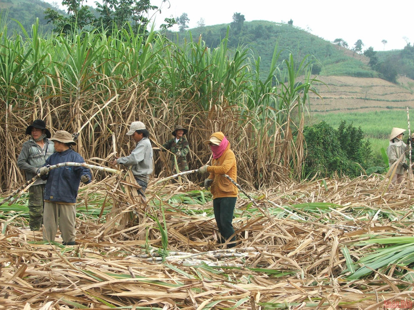 Thu hoạch mía tại Phú Yên. Ảnh: Trình Kế