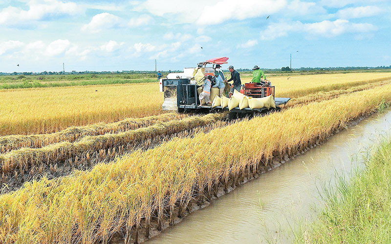 Thu hoạch lúa tại đồng bằng sông Cửu Long. 