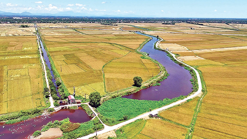 Ruộng lúa huyện Hải Lăng luôn cho năng suất cao nhất tỉnh Quảng Trị.