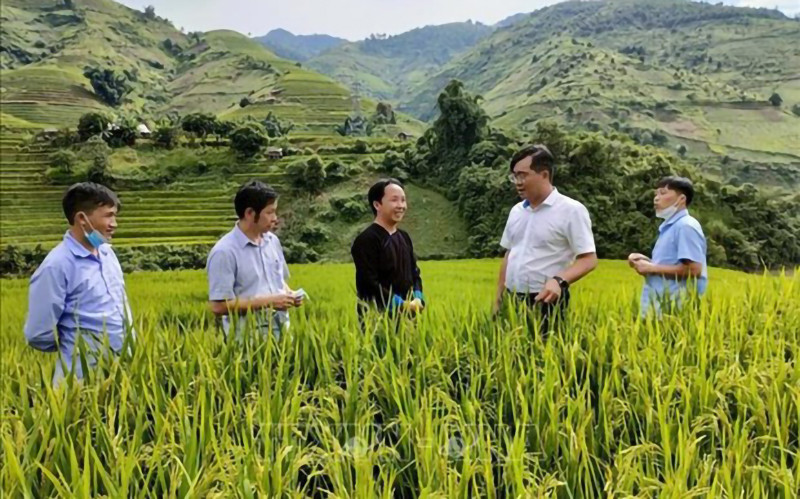 Lãnh đạo huyện Mù Cang Chải tìm hiểu tình hình sản xuất lúa trên địa bàn. (Ảnh ĐỨC TUÂN)