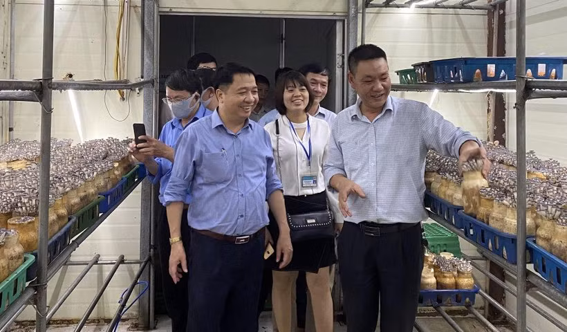 Mô hình trồng nấm theo công nghệ Hàn Quốc tại xã Minh Phú, huyện Sóc Sơn (Hà Nội).