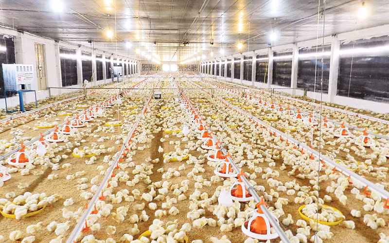 Một trang trại chăn nuôi gia cầm tại Tây Ninh.