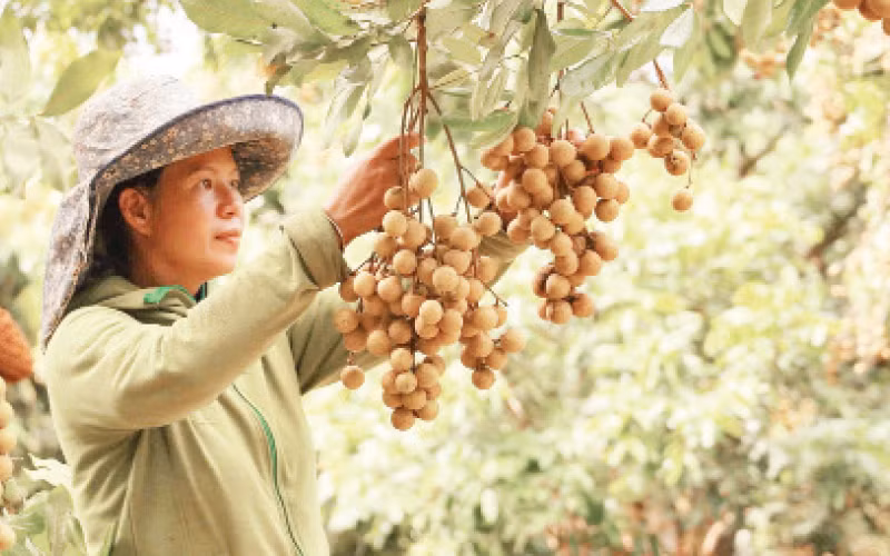Sơn La hiện có 19.800 ha nhãn, ước sản lượng đạt 155.000 tấn.