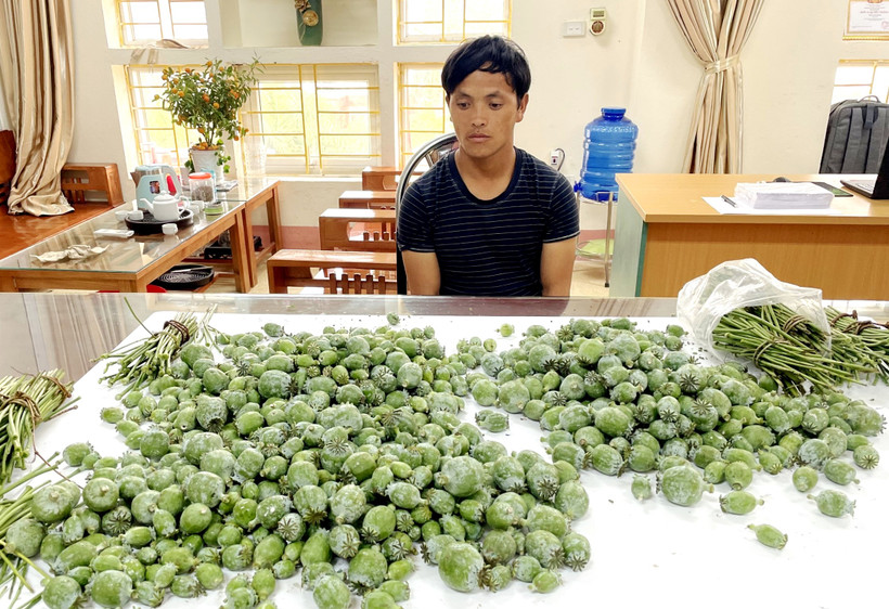 Công an thị xã Sa Pa bắt giữ Lý A Giảng cùng 8,1 kg cành và quả cây thuốc phiện trong nhà. (Ảnh: TUẤN NGUYỄN)