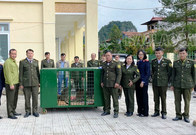 Trung tâm Cứu hộ, Bảo tồn và Phát triển sinh vật Hoàng Liên (Lào Cai) và Hạt Kiểm lâm huyện Thạch An (Cao Bằng) làm thủ tục bàn giao, tiếp nhận các cá thể chuột túi. (Ảnh: TL) 
