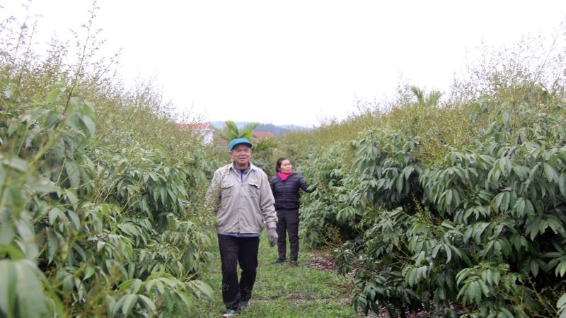 Người dân xã Phúc Hòa thăm vườn vải sớm.