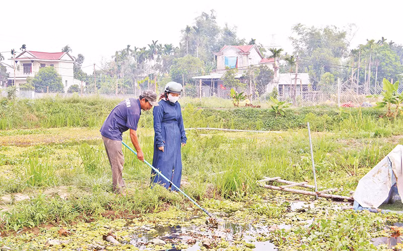 Mô hình nuôi ốc bươu đen của gia đình ông Lê Văn Thành cho hiệu quả kinh tế cao.