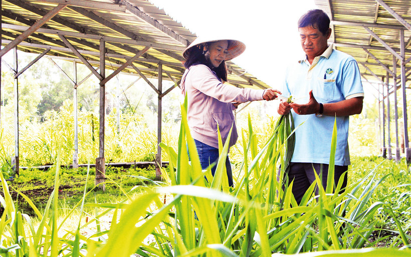 Trồng cỏ voi làm thức ăn cho bò.