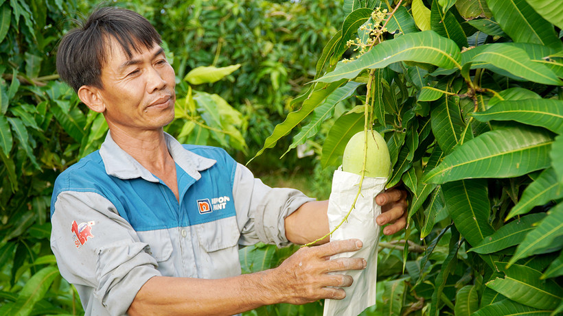 Nông dân xã Mỹ Tân, thành phố Cao Lãnh (Ðồng Tháp) chăm sóc vườn xoài cát Hòa Lộc. (Ảnh HỮU NGHĨA)