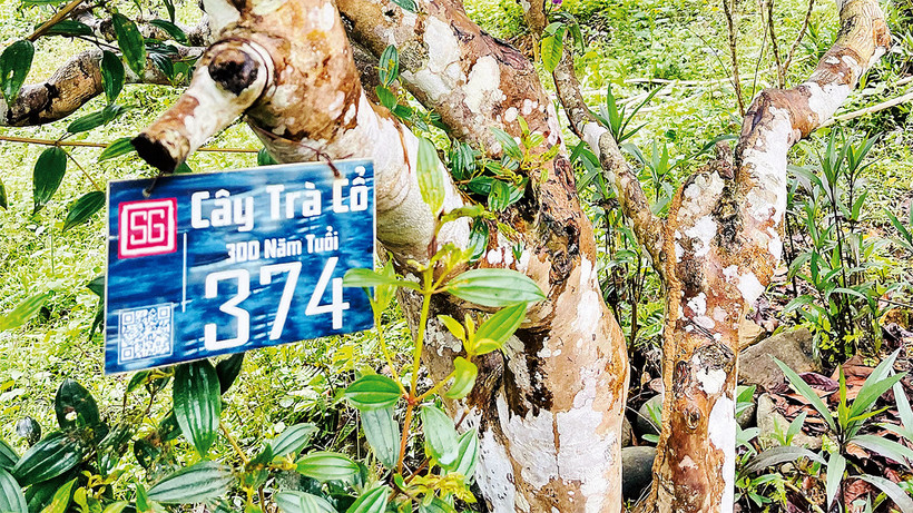 Một cây chè Shan tuyết cổ thụ được bảo tồn.