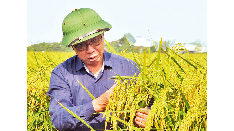 Giống lúa nếp Bể bản địa (còn gọi là nếp Keo) ở huyện Vũ Thư được bảo tồn và phục tráng thành công.