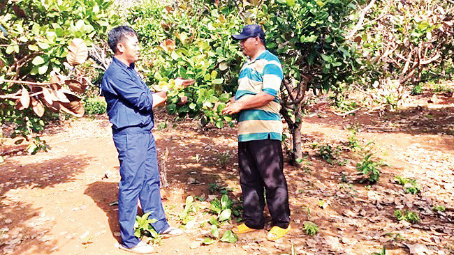 Anh Trần Văn Hải (trái) hướng dẫn anh Rơ Lan Binh (làng Bía, xã Ia Chía, huyện Ia Grai, tỉnh Gia Lai) kỹ thuật chăm sóc cây điều.