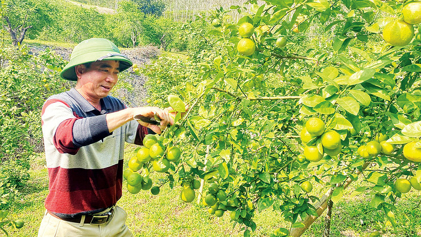 Anh Hoàng Văn Hiền kiểm tra sự sinh trưởng và phát triển của cây chanh.