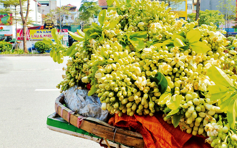 (Ảnh Hoàng Hiếu)