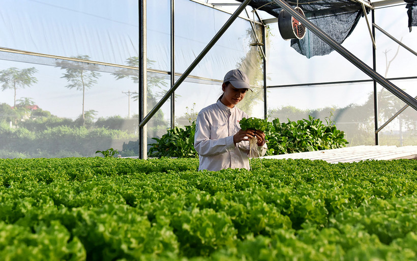 Kiểm tra quá trình phát triển của rau mầm tại Công ty Declo Farm, tỉnh Bắc Ninh. (Ảnh MINH HÀ)