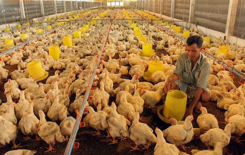 Chăn nuôi gà số lượng lớn hiệu quả hơn nhờ áp dụng công nghệ kiểm soát nhiệt độ, thức ăn nước uống trong chuồng.