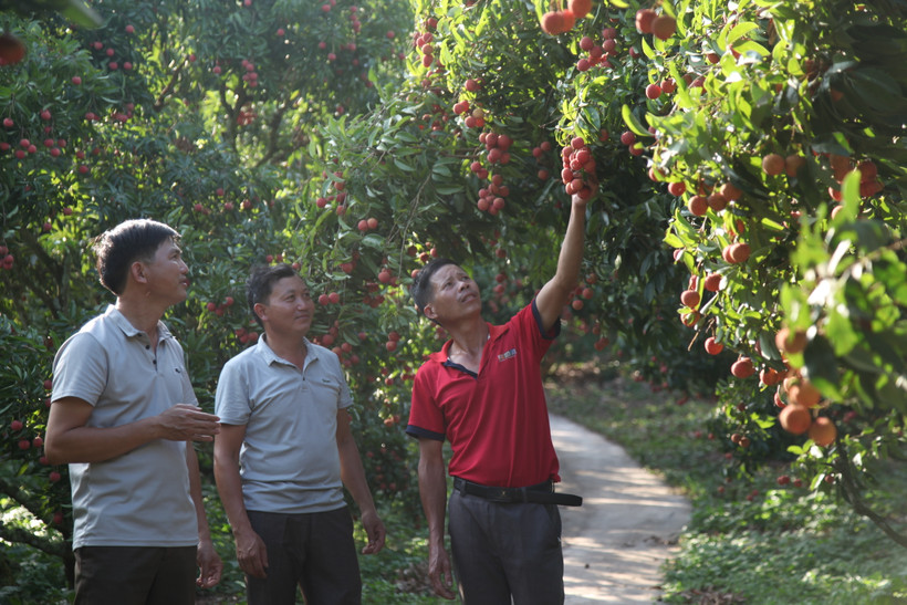 Liên kết và bảo hộ chỉ dẫn địa lý giúp thúc đẩy xuất khẩu vải thiều Lục Ngạn vào các thị trường khó tính trên thế giới. 