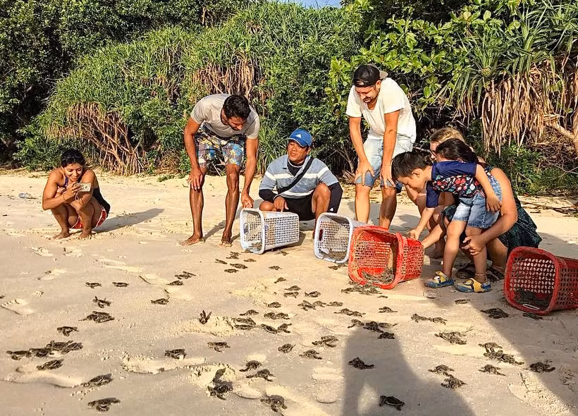 Năm 2022, Vườn quốc gia Côn Đảo đã cứu hộ thành công 2.743 tổ trứng rùa, ấp nở thành công 2.562 tổ và thả về đại dương hơn 207 nghìn cá thể rùa con.