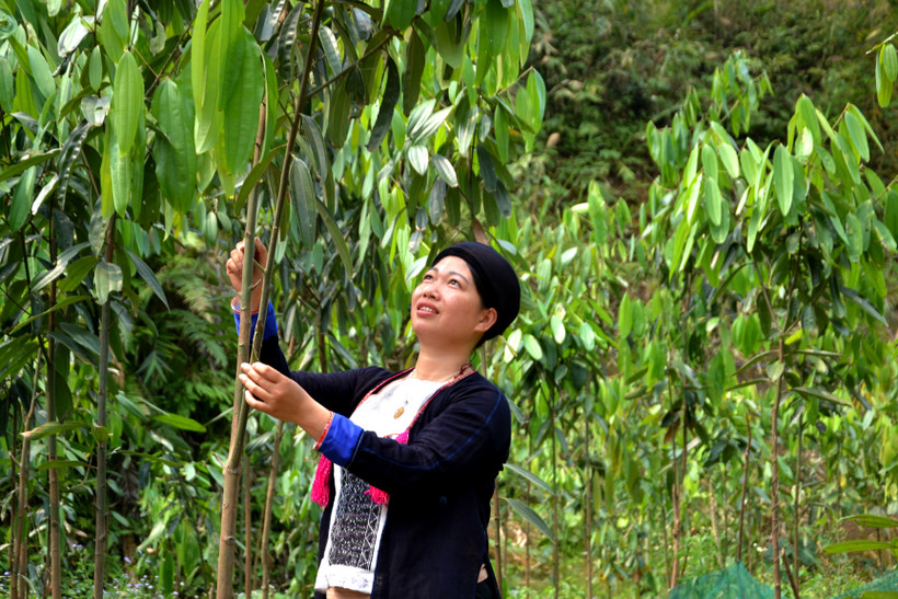 Bí thư Chi bộ thôn Khe Tắm Bàn Thị Nhắn chăm sóc đồi quế của gia đình.