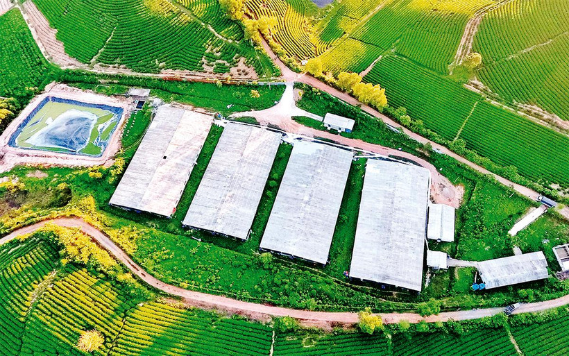 Nhà xưởng chế biến chè được xây dựng trên đất nông nghiệp thuộc vùng nguyên liệu chè huyện Anh Sơn, tỉnh Nghệ An. Ảnh: QUANG DŨNG