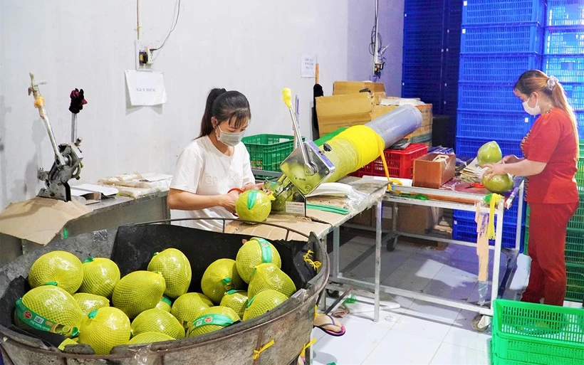 Ðóng gói, dán nhãn với đầy đủ thông tin về sản phẩm của HTX Trái cây sinh học OCOP ở huyện Châu Thành (Hậu Giang).